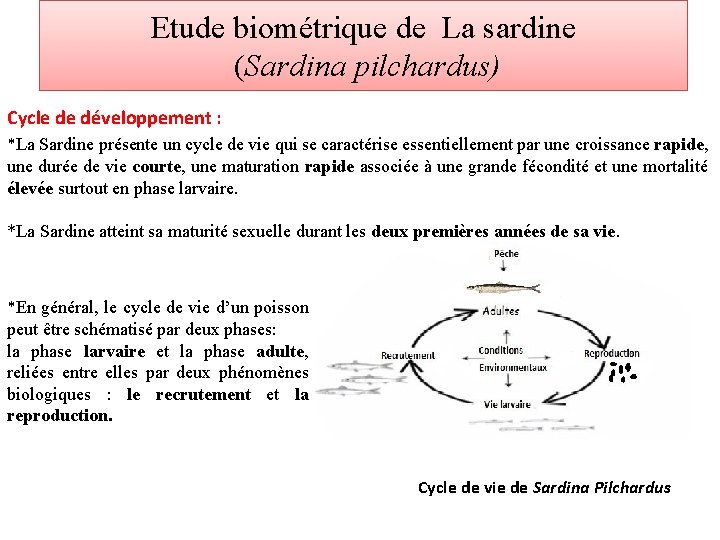 Etude biométrique de La sardine (Sardina pilchardus) Cycle de développement : *La Sardine présente