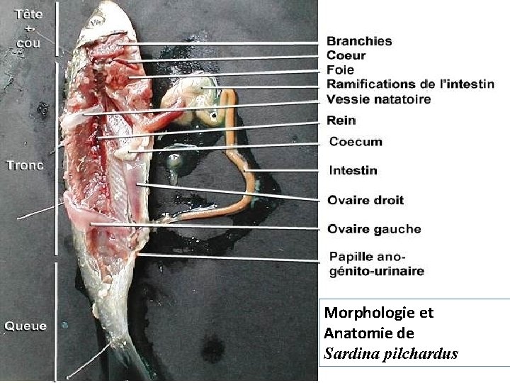 Morphologie et Anatomie de Sardina pilchardus 