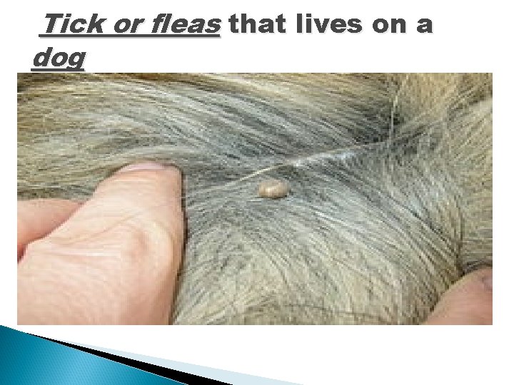 Tick or fleas that lives on a dog 