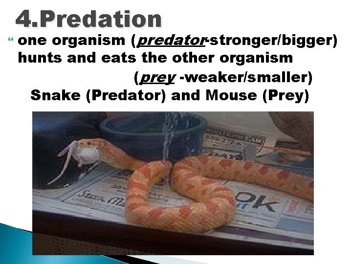 4. Predation one organism (predator-stronger/bigger) hunts and eats the other organism (prey -weaker/smaller) Snake