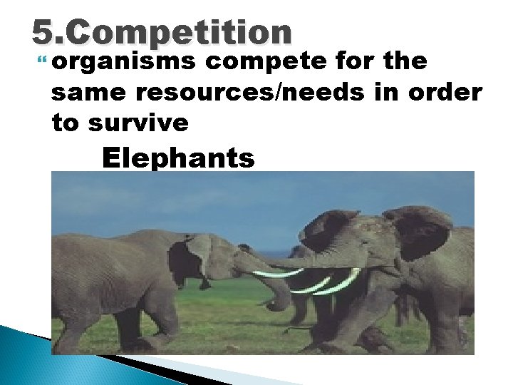 5. Competition organisms compete for the same resources/needs in order to survive Elephants 