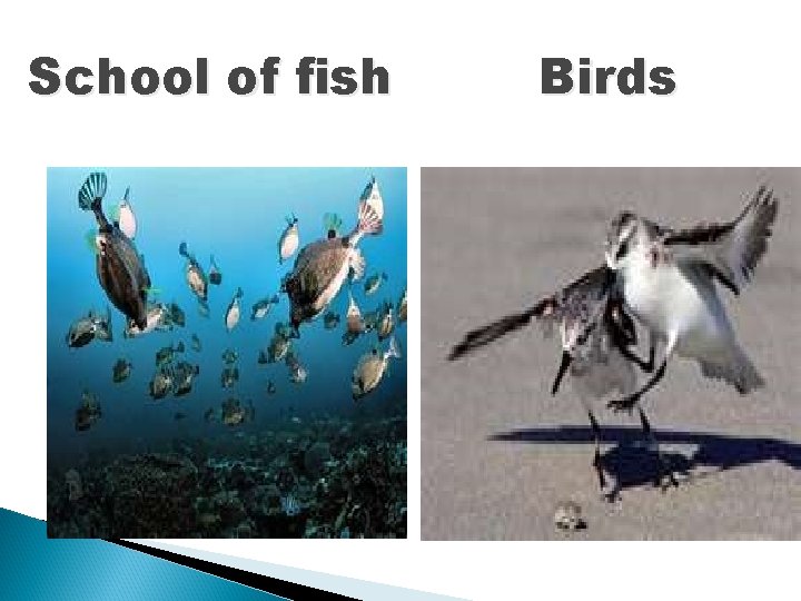 School of fish Birds 