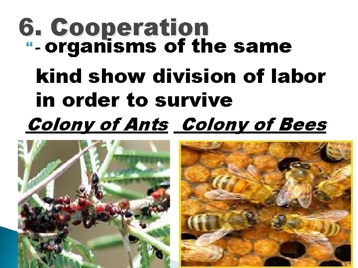 6. Cooperation - organisms of the same kind show division of labor in order