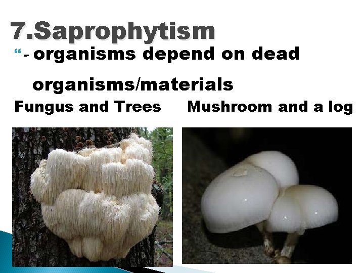 7. Saprophytism - organisms depend on dead organisms/materials Fungus and Trees Mushroom and a