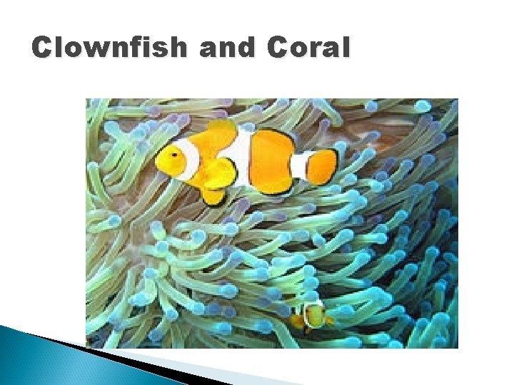 Clownfish and Coral 