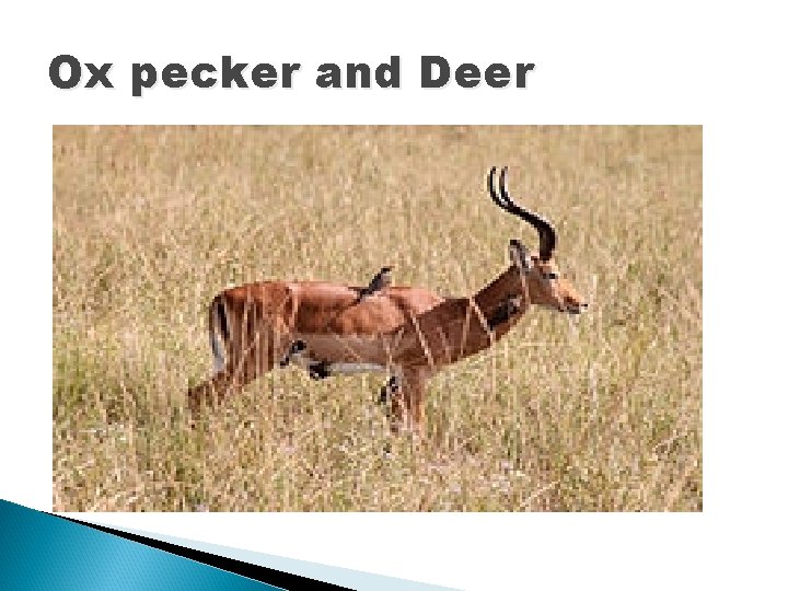 Ox pecker and Deer 