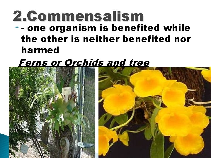 2. Commensalism - one organism is benefited while the other is neither benefited nor