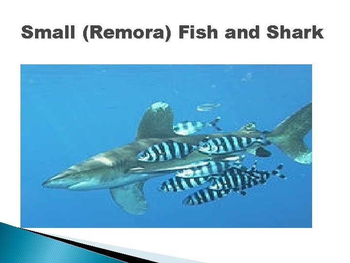 Small (Remora) Fish and Shark 