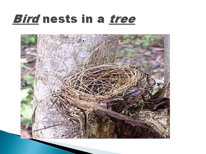 Bird nests in a tree 