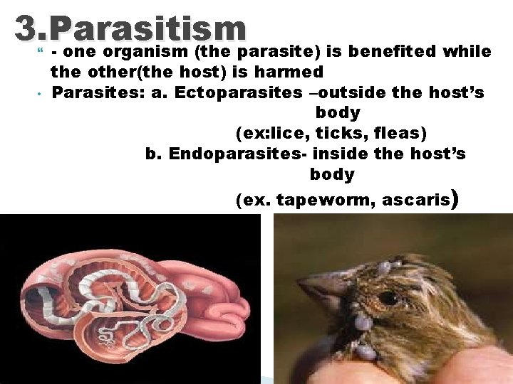 3. Parasitism - one organism (the parasite) is benefited while • the other(the host)