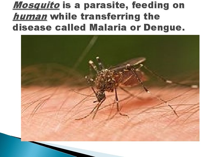 Mosquito is a parasite, feeding on human while transferring the disease called Malaria or