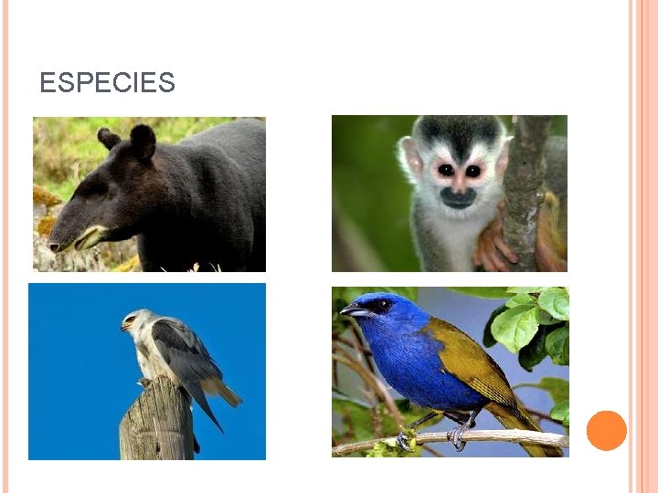 ESPECIES ESPECIES