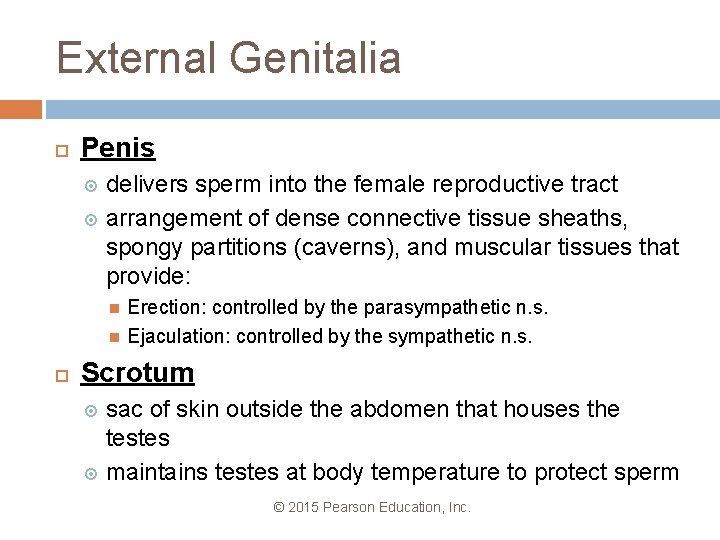 External Genitalia Penis delivers sperm into the female reproductive tract arrangement of dense connective