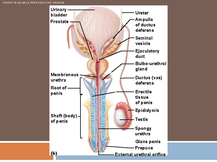 FIGURE 16. 2 B MALE REPRODUCTIVE ORGANS. Urinary bladder Prostate Ureter Ampulla of ductus