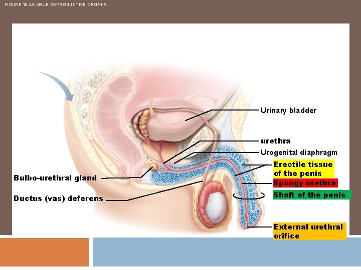 FIGURE 16. 2 A MALE REPRODUCTIVE ORGANS. Urinary bladder urethra Urogenital diaphragm Bulbo-urethral gland