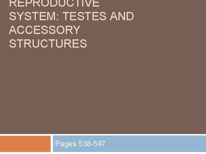 REPRODUCTIVE SYSTEM: TESTES AND ACCESSORY STRUCTURES Pages 538 -547 