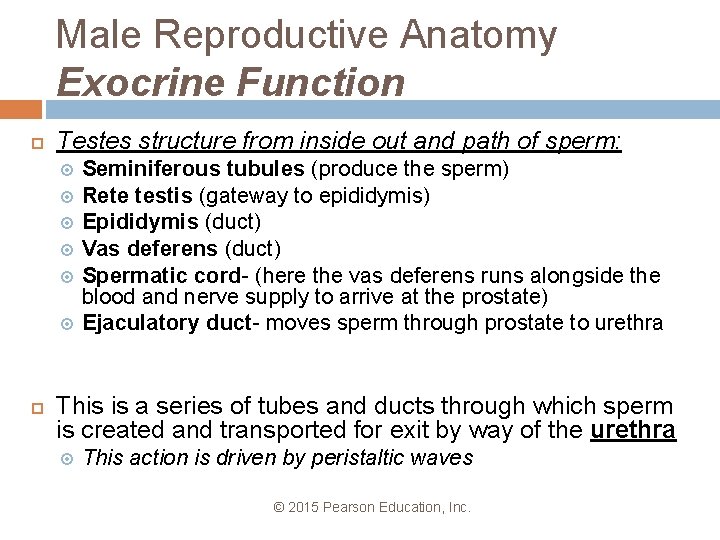 Male Reproductive Anatomy Exocrine Function Testes structure from inside out and path of sperm: