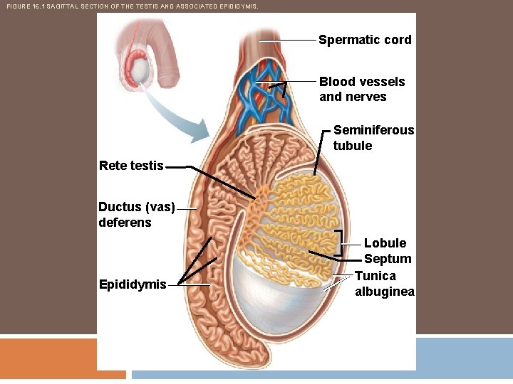 FIGURE 16. 1 SAGITTAL SECTION OF THE TESTIS AND ASSOCIATED EPIDIDYMIS. Spermatic cord Blood