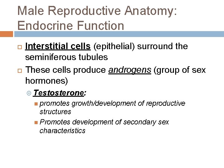 Male Reproductive Anatomy: Endocrine Function Interstitial cells (epithelial) surround the seminiferous tubules These cells