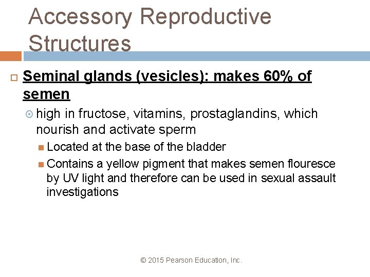 Accessory Reproductive Structures Seminal glands (vesicles): makes 60% of semen high in fructose, vitamins,