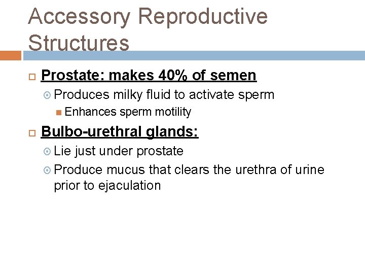 Accessory Reproductive Structures Prostate: makes 40% of semen Produces milky fluid to activate sperm