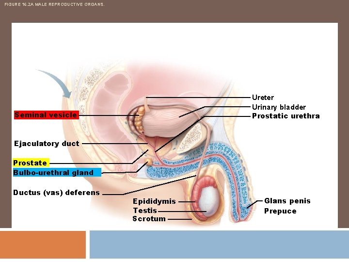 FIGURE 16. 2 A MALE REPRODUCTIVE ORGANS. Ureter Urinary bladder Prostatic urethra Seminal vesicle