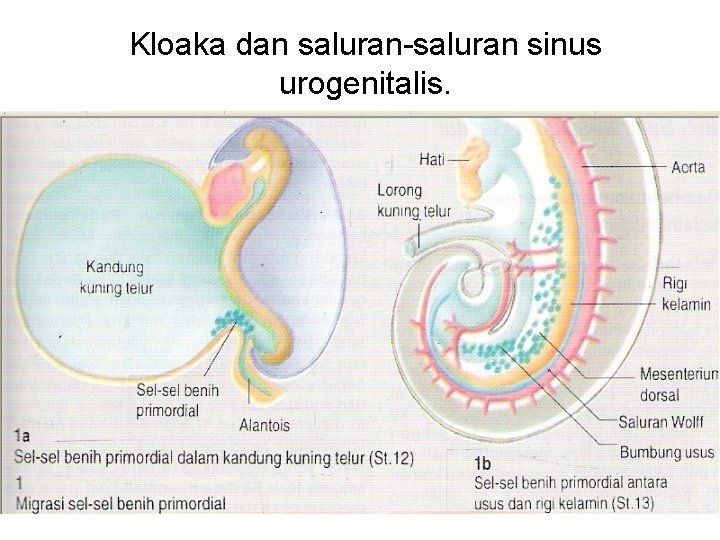 Kloaka dan saluran-saluran sinus urogenitalis. 