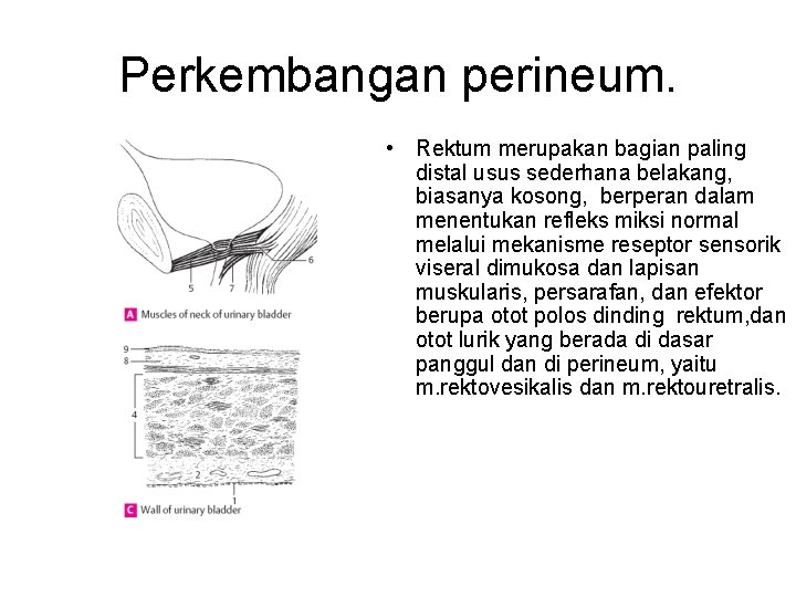 Perkembangan perineum. • Rektum merupakan bagian paling distal usus sederhana belakang, biasanya kosong, berperan