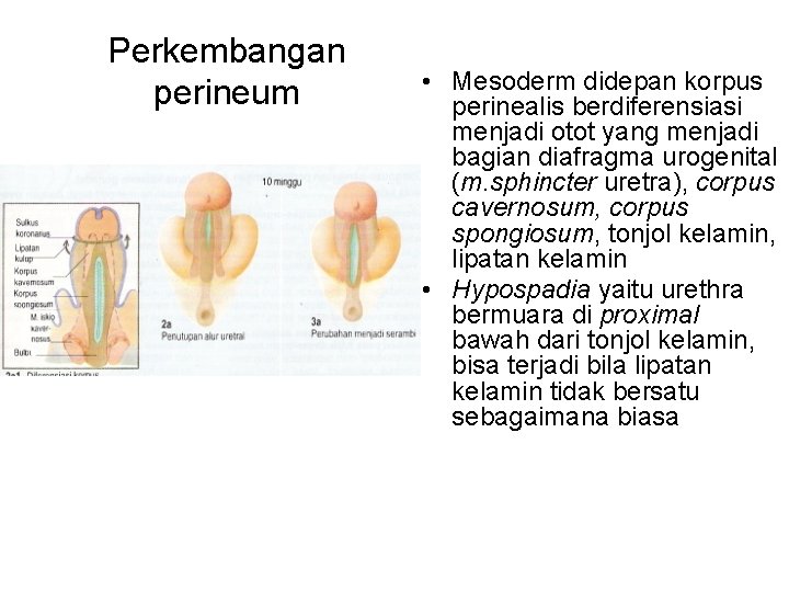 Perkembangan perineum • Mesoderm didepan korpus perinealis berdiferensiasi menjadi otot yang menjadi bagian diafragma
