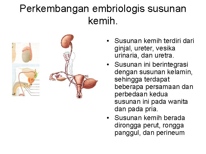 Perkembangan embriologis susunan kemih. • Susunan kemih terdiri dari ginjal, ureter, vesika urinaria, dan