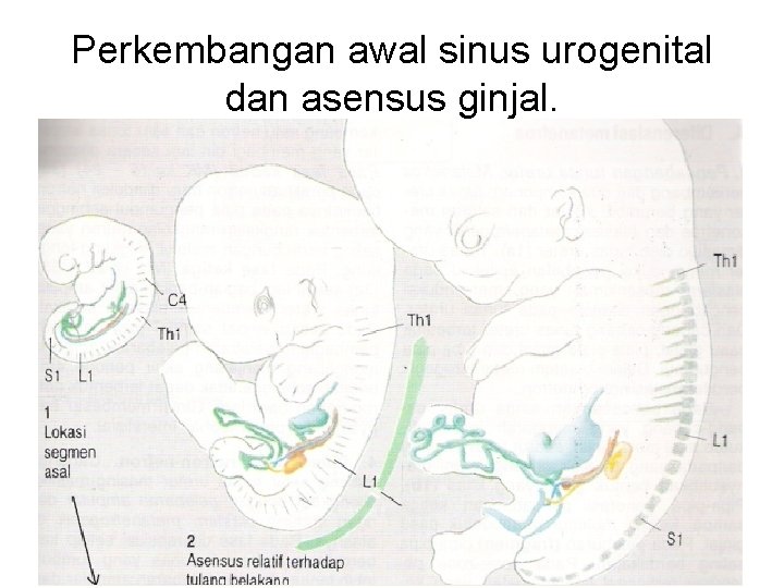 Perkembangan awal sinus urogenital dan asensus ginjal. 