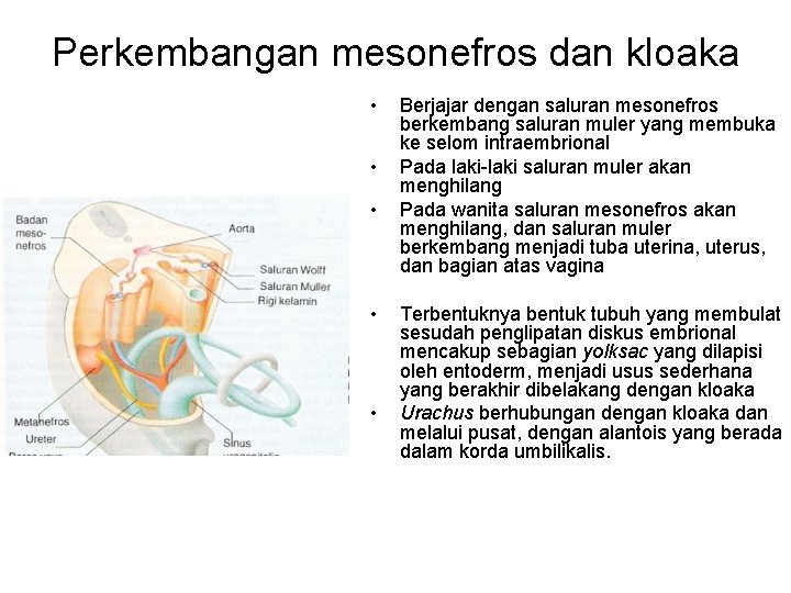 Perkembangan mesonefros dan kloaka • • • Berjajar dengan saluran mesonefros berkembang saluran muler