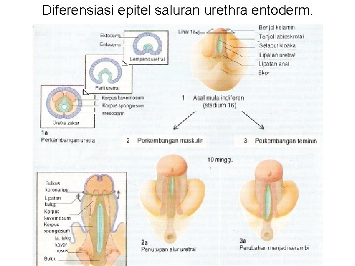 Diferensiasi epitel saluran urethra entoderm. 