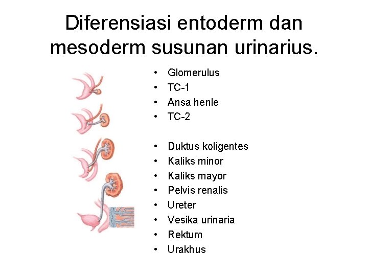 Diferensiasi entoderm dan mesoderm susunan urinarius. • • Glomerulus TC-1 Ansa henle TC-2 •
