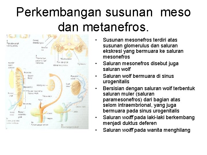 Perkembangan susunan meso dan metanefros. • • • Susunan mesonefros terdiri atas susunan glomerulus