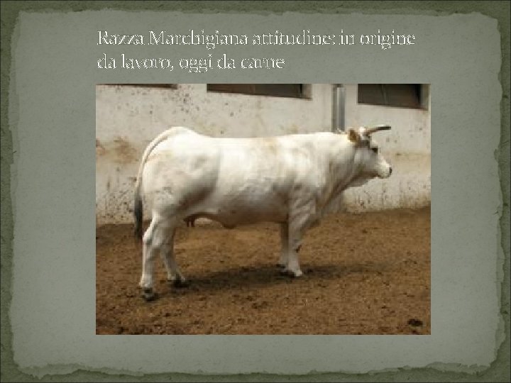 Razza Marchigiana attitudine: in origine da lavoro, oggi da carne 