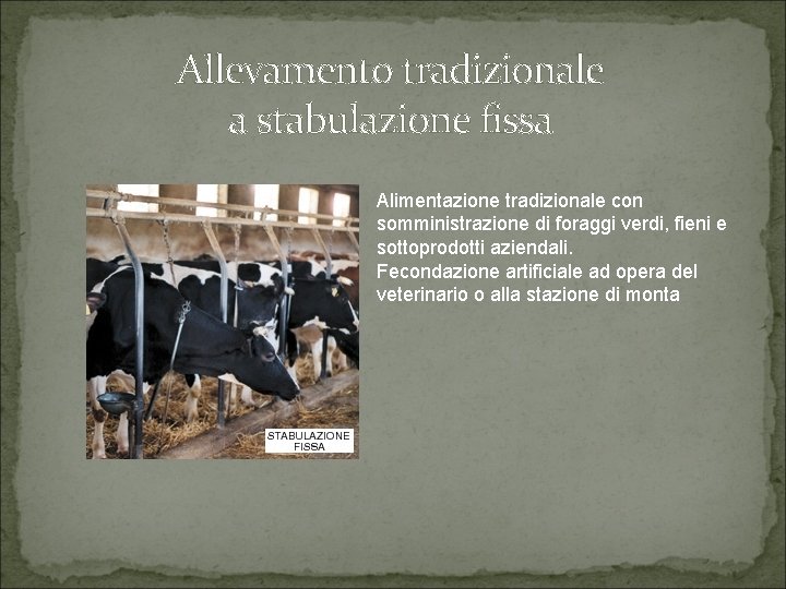 Allevamento tradizionale a stabulazione fissa Alimentazione tradizionale con somministrazione di foraggi verdi, fieni e