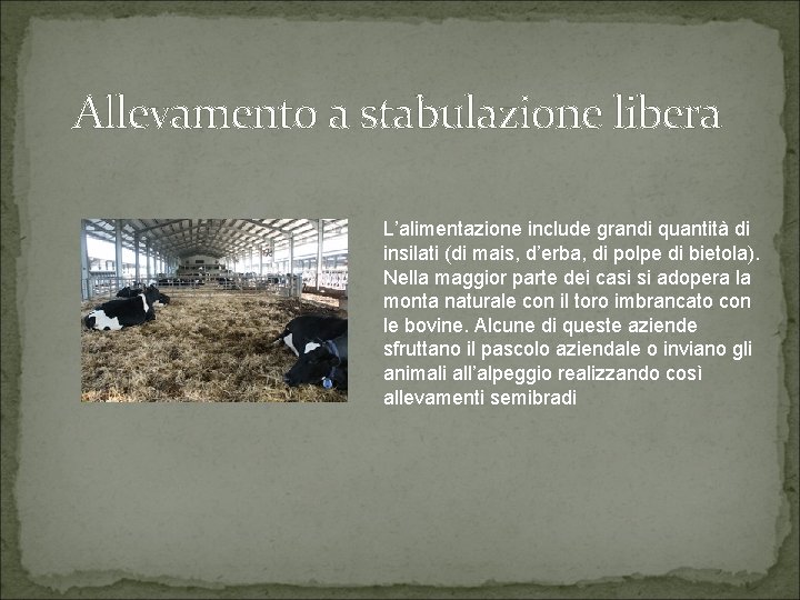 Allevamento a stabulazione libera L’alimentazione include grandi quantità di insilati (di mais, d’erba, di