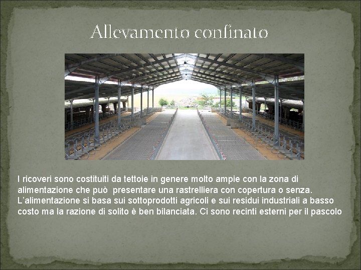 Allevamento confinato I ricoveri sono costituiti da tettoie in genere molto ampie con la