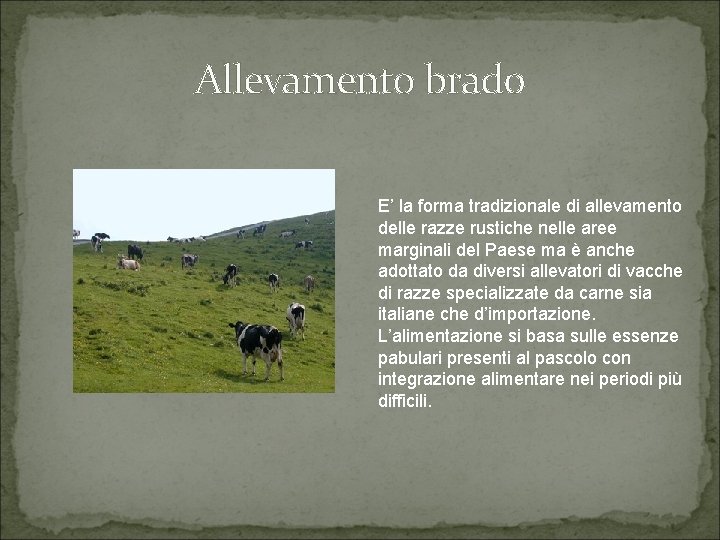 Allevamento brado E’ la forma tradizionale di allevamento delle razze rustiche nelle aree marginali