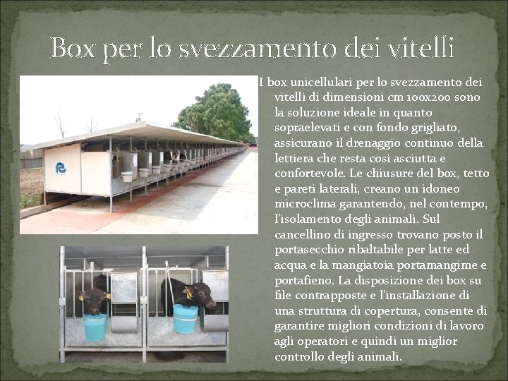 Box per lo svezzamento dei vitelli I box unicellulari per lo svezzamento dei vitelli