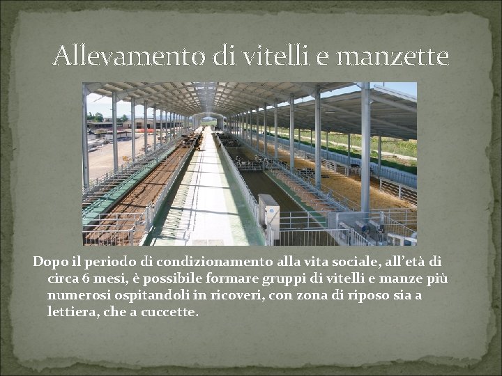 Allevamento di vitelli e manzette Dopo il periodo di condizionamento alla vita sociale, all’età