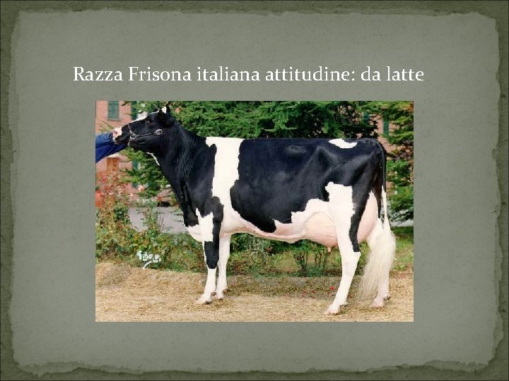 Razza Frisona italiana attitudine: da latte 