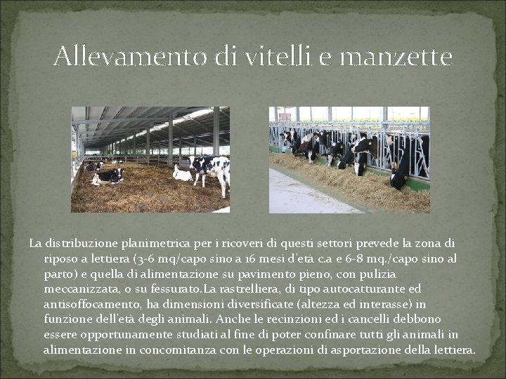 Allevamento di vitelli e manzette La distribuzione planimetrica per i ricoveri di questi settori