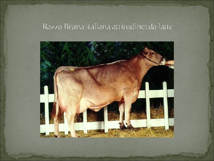 Razza Bruna italiana attitudine: da latte 