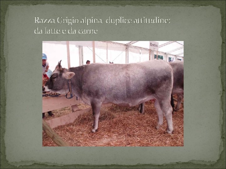 Razza Grigio alpina duplice attitudine: da latte e da carne 