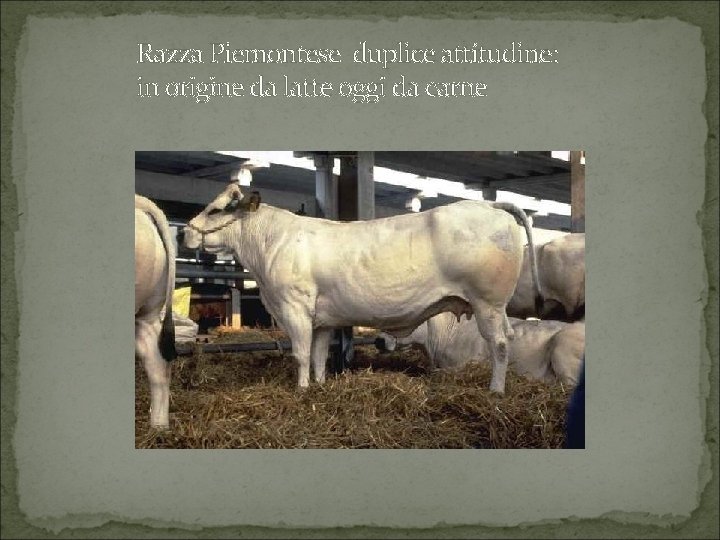 Razza Piemontese duplice attitudine: in origine da latte oggi da carne 