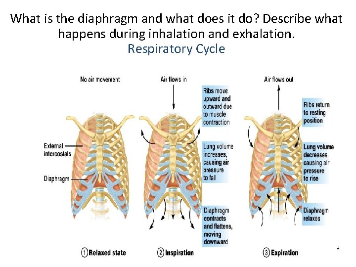 What is the diaphragm and what does it do? Describe what happens during inhalation