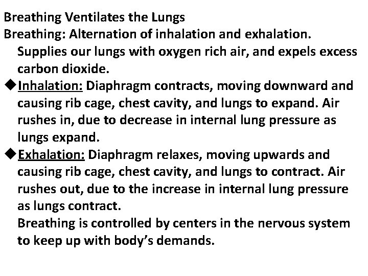 Breathing Ventilates the Lungs Breathing: Alternation of inhalation and exhalation. Supplies our lungs with