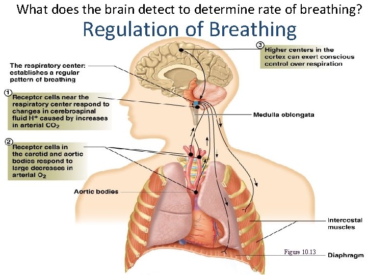 What does the brain detect to determine rate of breathing? Regulation of Breathing Figure